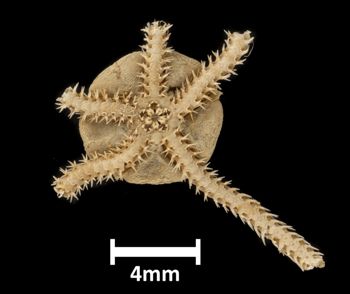 Media type: image;   Invertebrate Zoology OPH-1365 Description: Bottom up view of single ophiuroid specimen with a scale bar.;  Aspect: ventral